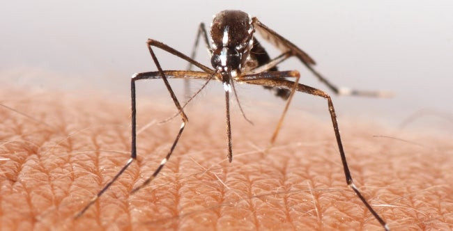 Πώς θα εξαφανίσετε τα κουνούπια με φυσικό τρόπο (βίντεο)